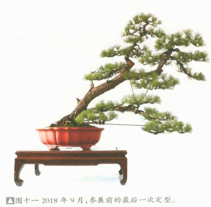 五针松盆景《飘洒》怎么制作的方法