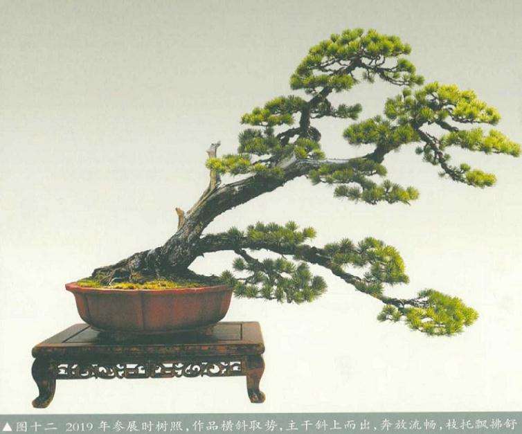 五针松盆景《飘洒》怎么制作的方法