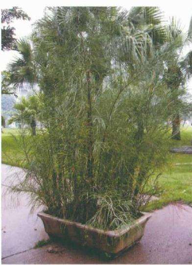 怎么制作杂木丛林盆景的方法