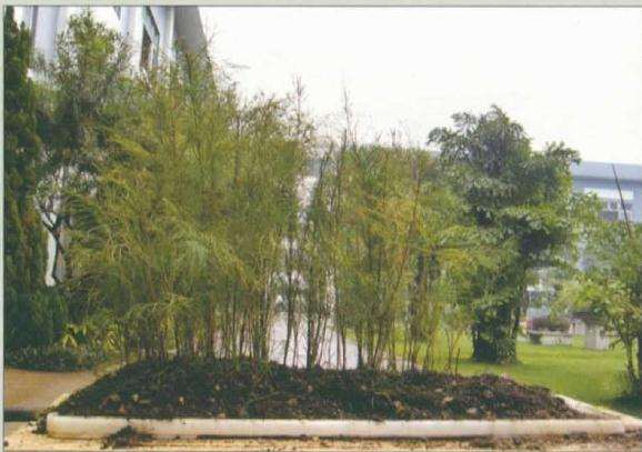 怎么制作杂木丛林盆景的方法