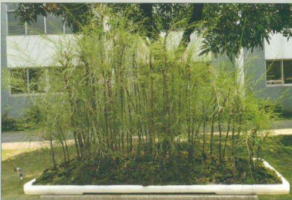 怎么制作杂木丛林盆景的方法