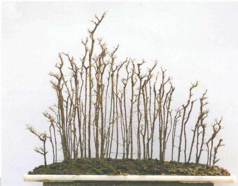 怎么制作杂木丛林盆景的方法