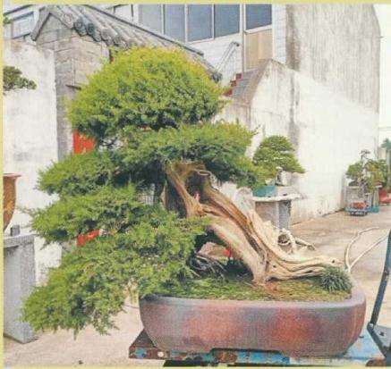 刺柏盆景怎么制作舍利效果的方法