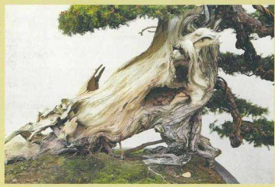 刺柏盆景怎么制作舍利效果的方法