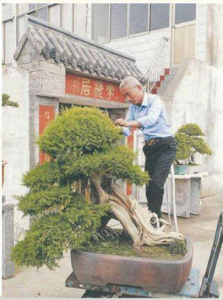 刺柏盆景怎么制作舍利效果的方法