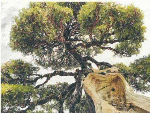 刺柏盆景怎么制作舍利效果的方法