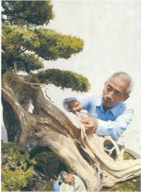 刺柏盆景怎么制作舍利效果的方法