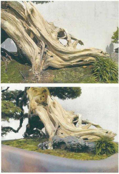 刺柏盆景怎么制作舍利效果的方法