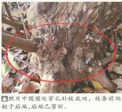 三角枫盆景怎么造型的3个技术