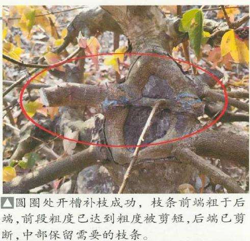 三角枫盆景怎么造型的3个技术