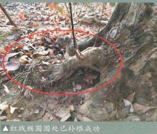 三角枫盆景怎么造型的3个技术