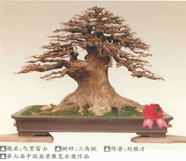 三角枫盆景怎么栽培管理技术