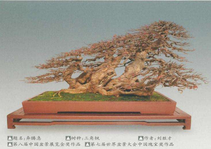 三角枫盆景怎么栽培管理技术