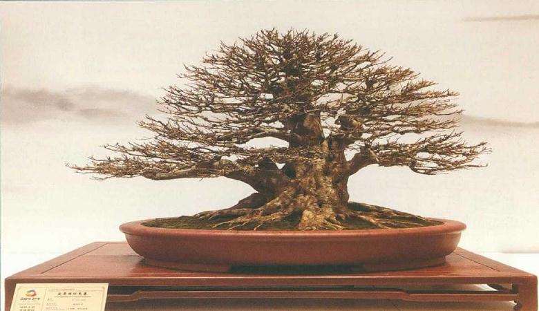 三角枫盆景怎么浇水修剪的方法 图片