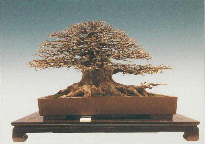 三角枫盆景怎么浇水修剪的方法 图片