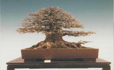 三角枫盆景怎么浇水修剪的方法 图片