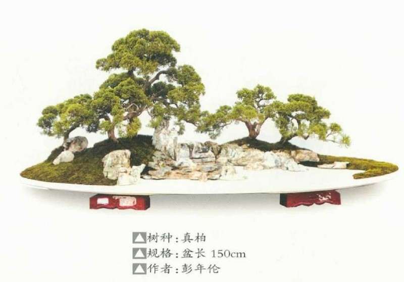 记遵义市花卉盆景协会 图片