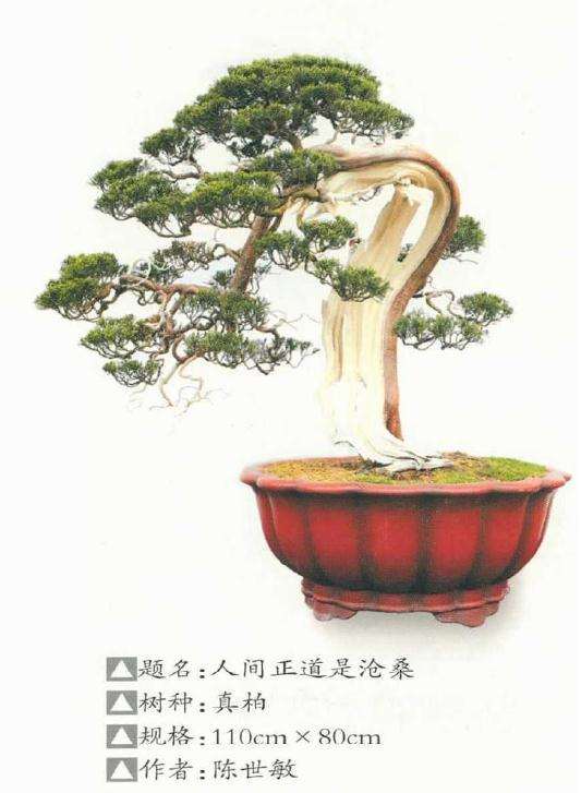 记遵义市花卉盆景协会 图片