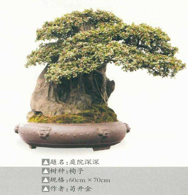 记遵义市花卉盆景协会 图片