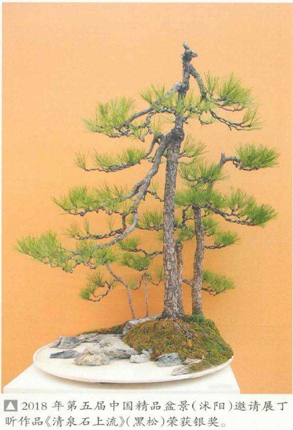 扬派盆景技艺非遗传人