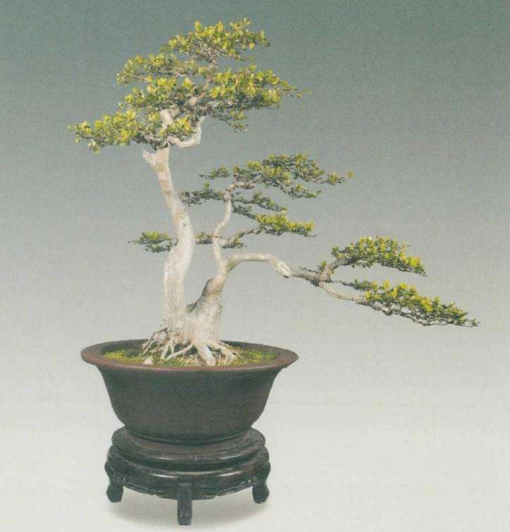 扬派盆景技艺非遗传人