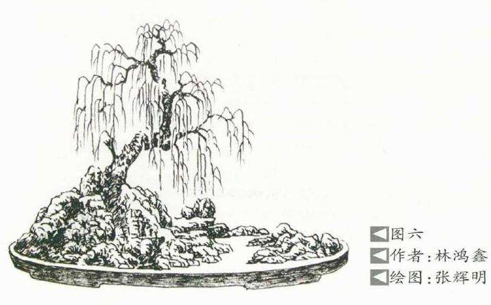 怎么把握盆景造型的比例