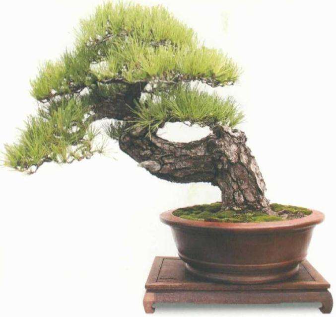 驻马店余小路盆景作品欣赏