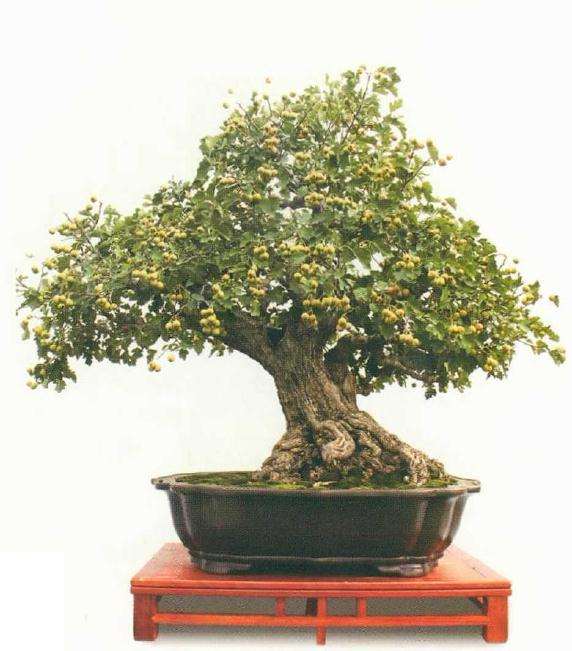 驻马店余小路盆景作品欣赏