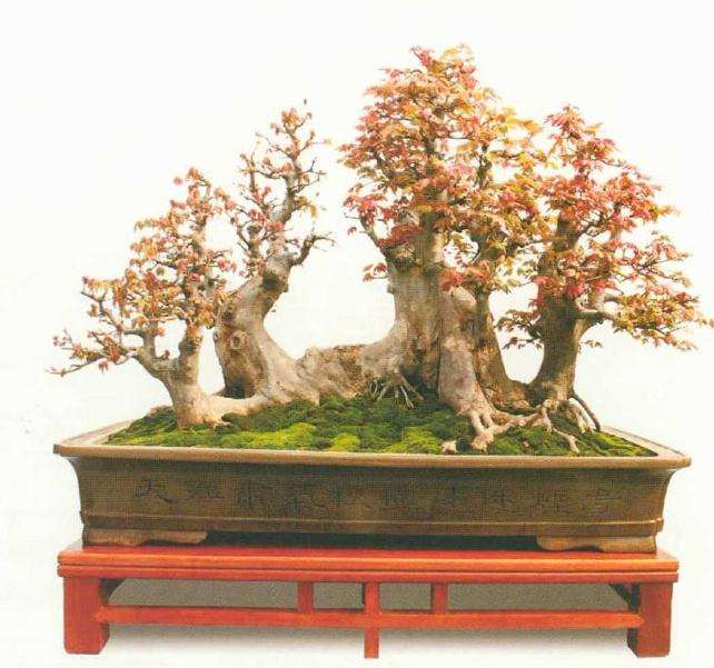 驻马店余小路盆景作品欣赏