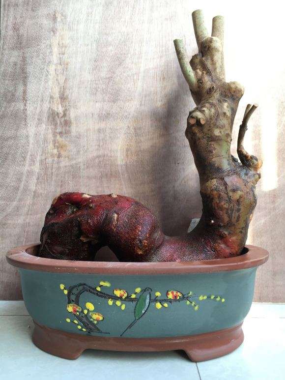 连蕊茶下山桩嫁接什么品种好些