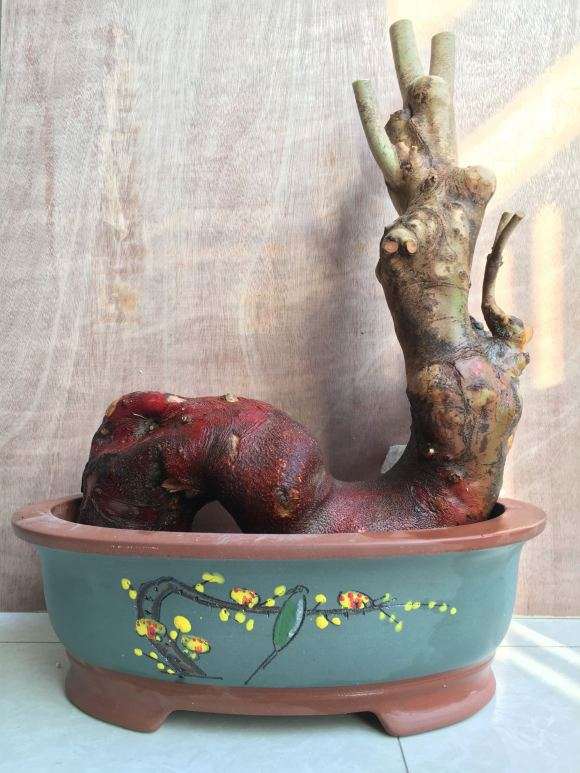 连蕊茶下山桩嫁接什么品种好些