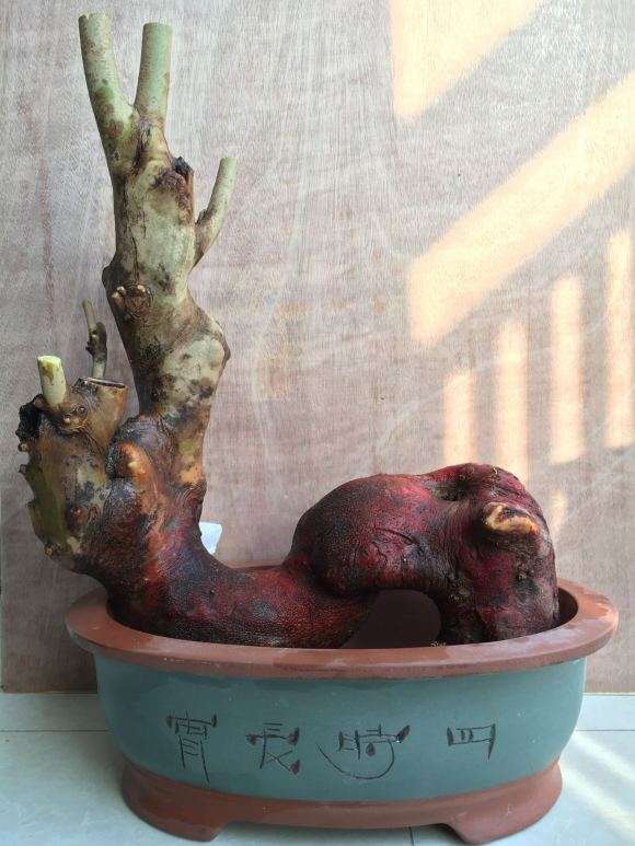 连蕊茶下山桩嫁接什么品种好些