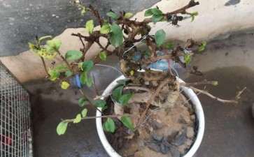 福建茶下山桩叶子有黑点 怎么办 图片