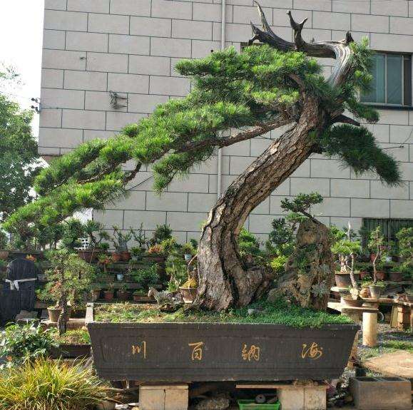 精品黄山松盆景 可以吗 7位数 图片