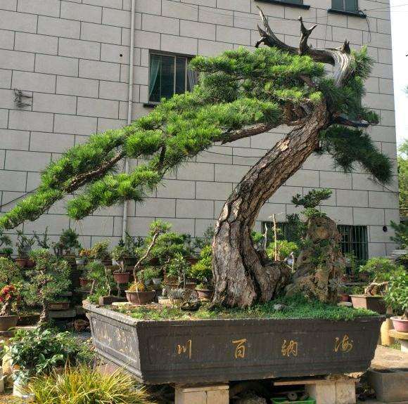 精品黄山松盆景 可以吗 7位数 图片