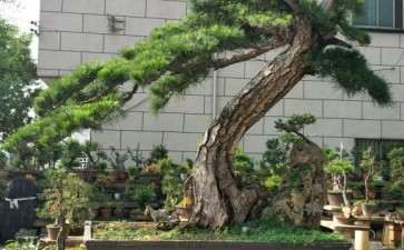 精品黄山松盆景 可以吗 7位数 图片