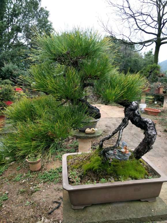 黄山松老桩盆景 可以吗 图片