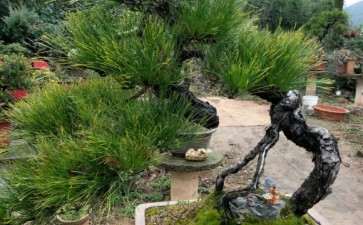 黄山松老桩盆景 可以吗 图片