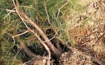 今天上盆一批黄山松下山桩 可以吗 图片