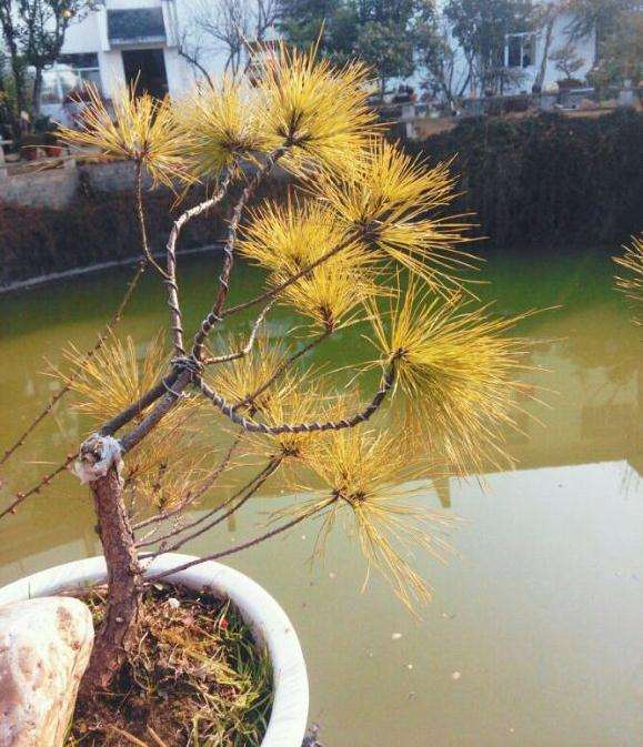 这个是黄山松下山桩