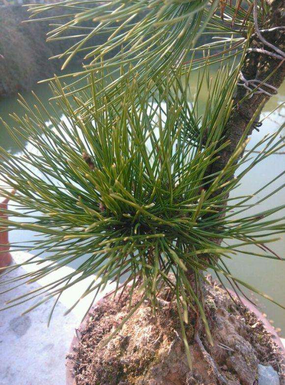 这个是黄山松下山桩