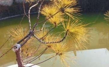 这个是黄山松下山桩 可以吗 图片