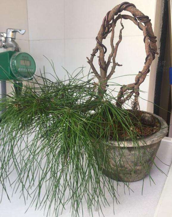 黄山松下山桩盆养两年