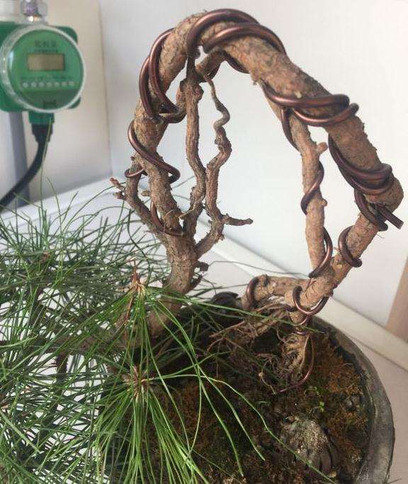 黄山松下山桩盆养两年