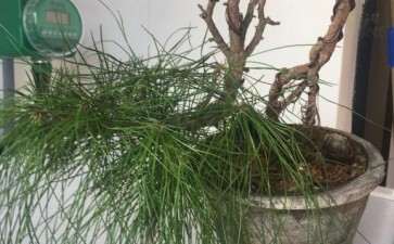 黄山松下山桩盆养两年 可以吗 图片