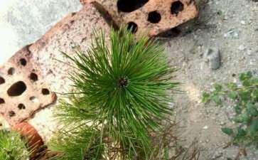 请教 这是不是黄山松下山桩 图片