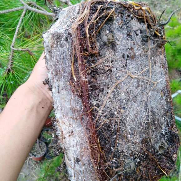 黄山松下山桩 自己上山挖的 可以吗