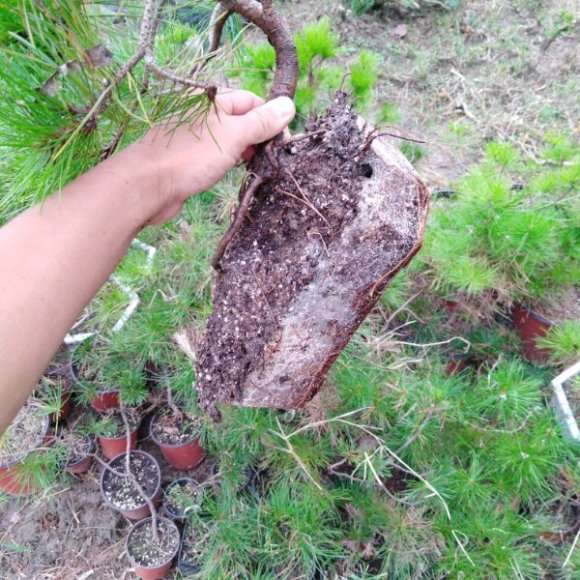 黄山松下山桩 自己上山挖的 可以吗