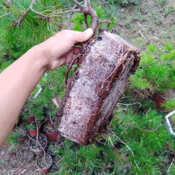 黄山松下山桩 自己上山挖的 可以吗