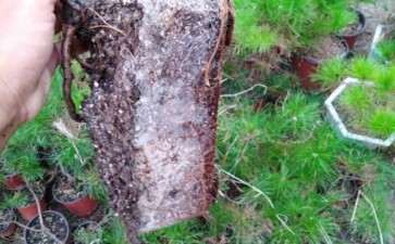 黄山松下山桩 自己上山挖的 可以吗